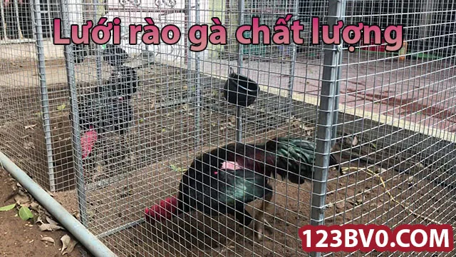 Lưới rào gà - Lựa chọn hoàn hảo cho chuồng trại chăn nuôi